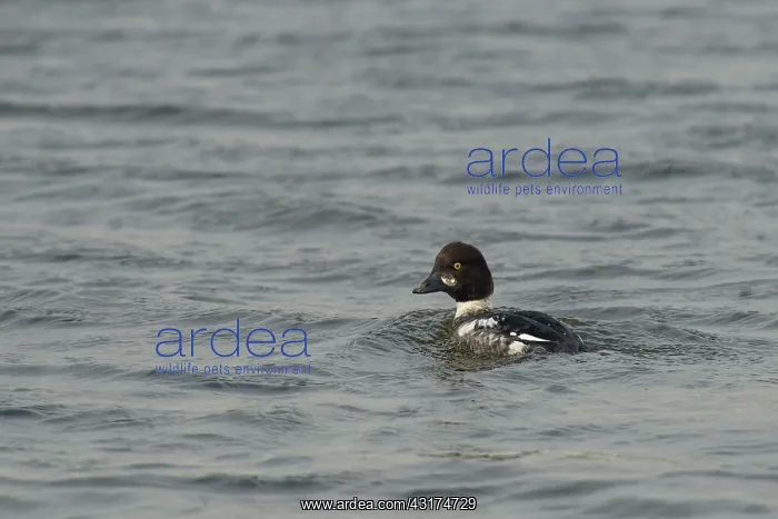 : Common Goldeneye : Common Goldeneye