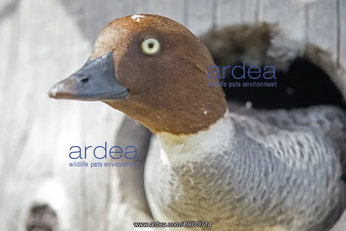 : Common Goldeneye adult female at entrance of nesting box : Common Goldeneye adult female at entrance of nesting box