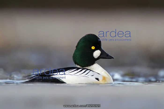 : Common Goldeneye (Bucephala clangula), male, Kainuu : Common Goldeneye (Bucephala clangula), male, Kainuu