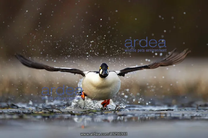 : Common Goldeneye (Bucephala clangula), male in departure : Common Goldeneye (Bucephala clangula), male in departure