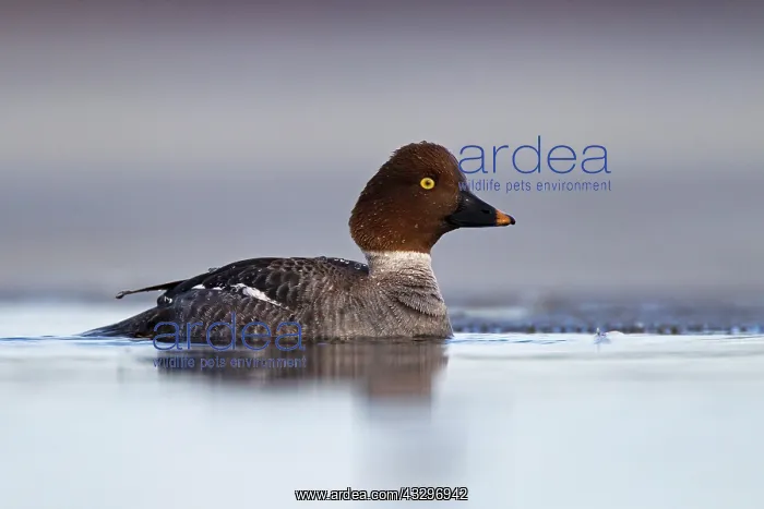 : Common Goldeneye (Bucephala clangula), female, Kainuu : Common Goldeneye (Bucephala clangula), female, Kainuu