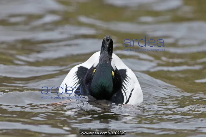 : Common goldeneye (Bucephala clangula), adult male : Common goldeneye (Bucephala clangula), adult male