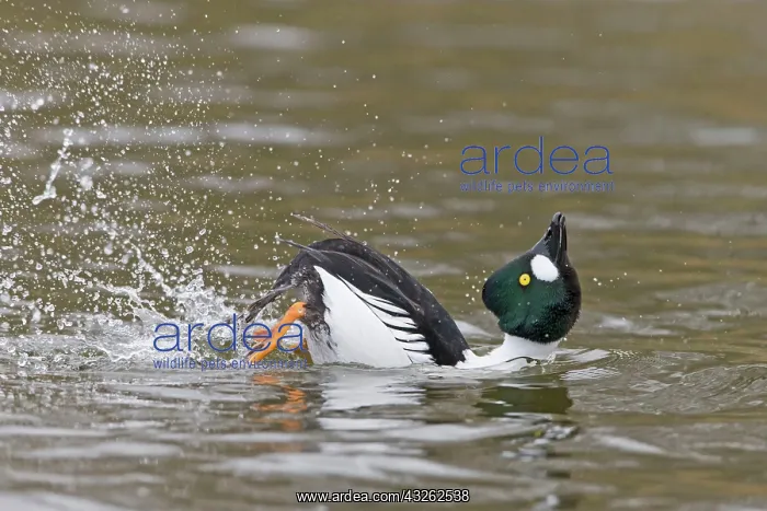  : Common goldeneye (Bucephala clangula), adult male