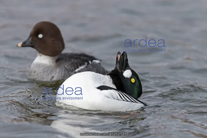 : Common goldeneye (Bucephala clangula), adult pair : Common goldeneye (Bucephala clangula), adult pair
