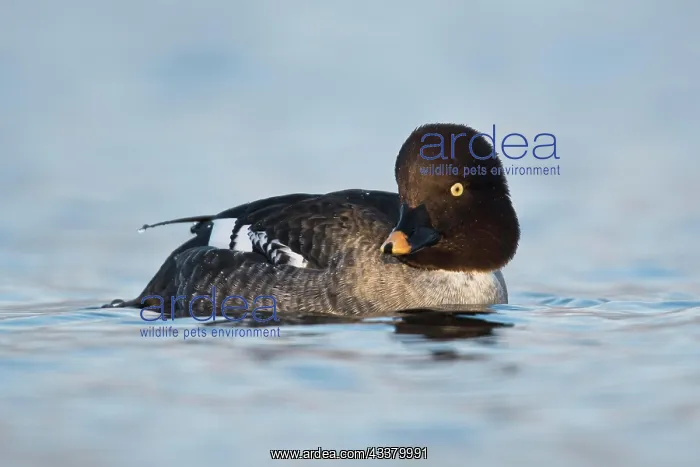 : Common Goldeneye (Bucephala clangula), Emsland : Common Goldeneye (Bucephala clangula), Emsland