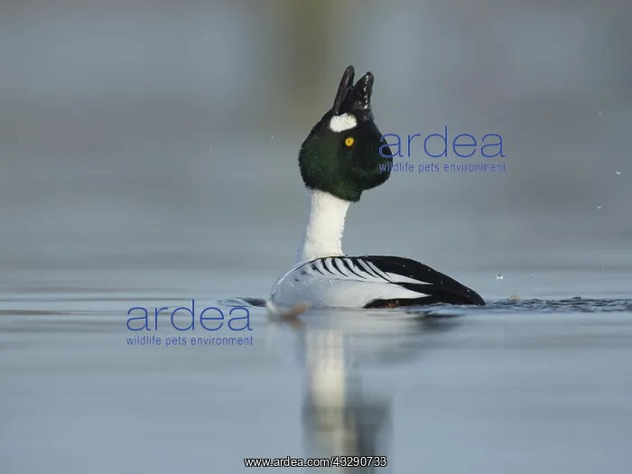 : Common Goldeneye (Bucephala clangula) male perf : Common Goldeneye (Bucephala clangula) male perf