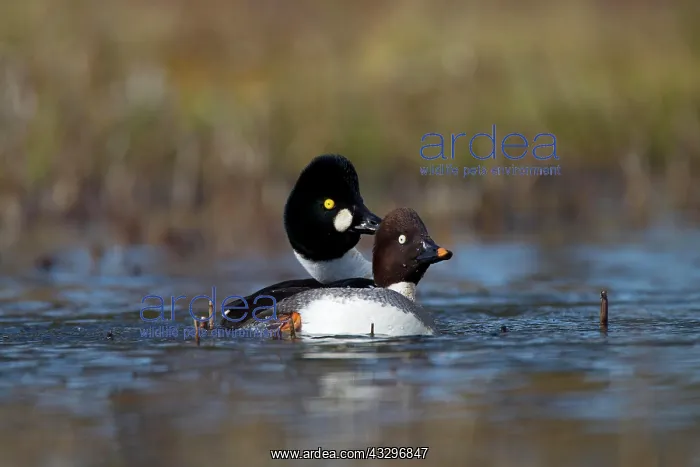 : Common Goldeneye (Bucephala clangula), pair on water : Common Goldeneye (Bucephala clangula), pair on water