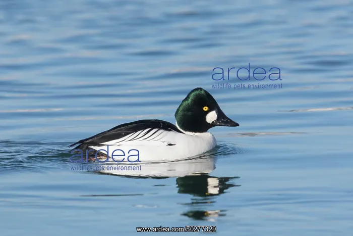 : Common Goldeneye drake : Common Goldeneye drake