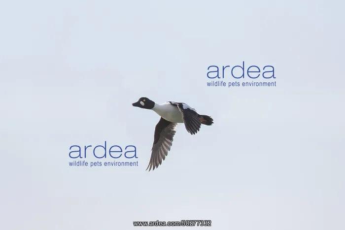 : Common Goldeneye drake flight : Common Goldeneye drake flight