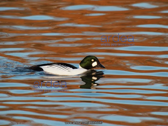 : Common Goldeneye - drake swimming Bucephala clangula : Common Goldeneye - drake swimming Bucephala clangula