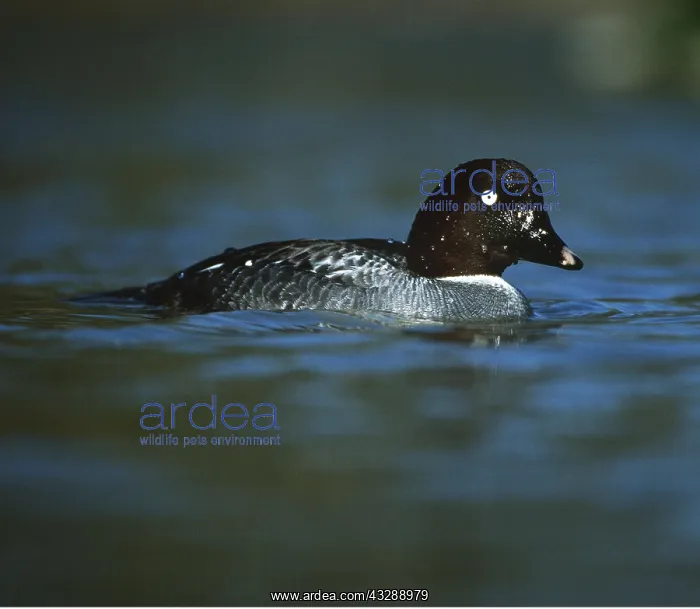 : Common Goldeneye Duck - in water : Common Goldeneye Duck - in water