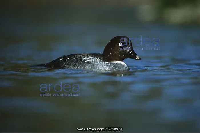 : COMMON GOLDENEYE DUCK - on water : COMMON GOLDENEYE DUCK - on water