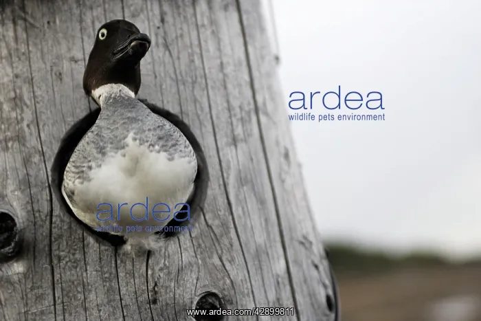 : Common Goldeneye - looking out from in nest : Common Goldeneye - looking out from in nest