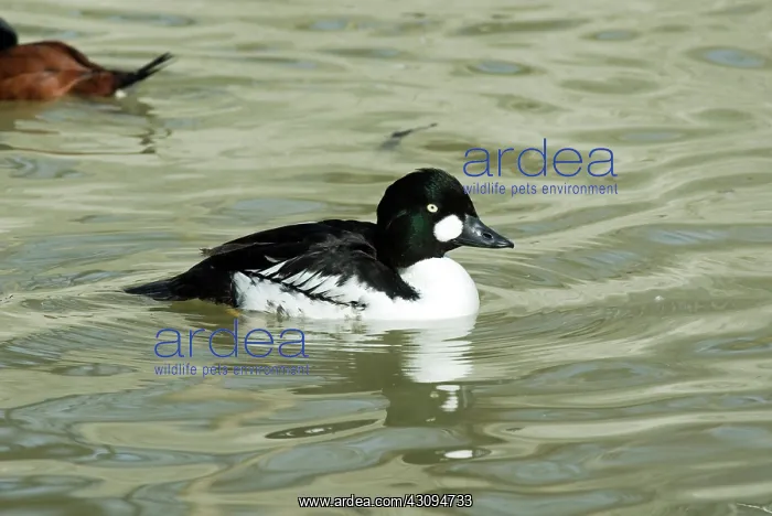 : Common Goldeneye male : Common Goldeneye male