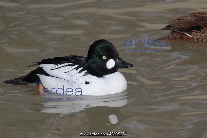 : Common Goldeneye Male : Common Goldeneye Male