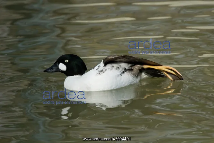 : Common Goldeneye Male Stretching : Common Goldeneye Male Stretching
