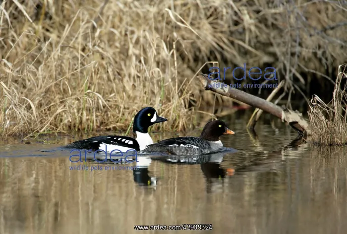 : Common Goldeneye, pair swimming in pond : Common Goldeneye, pair swimming in pond