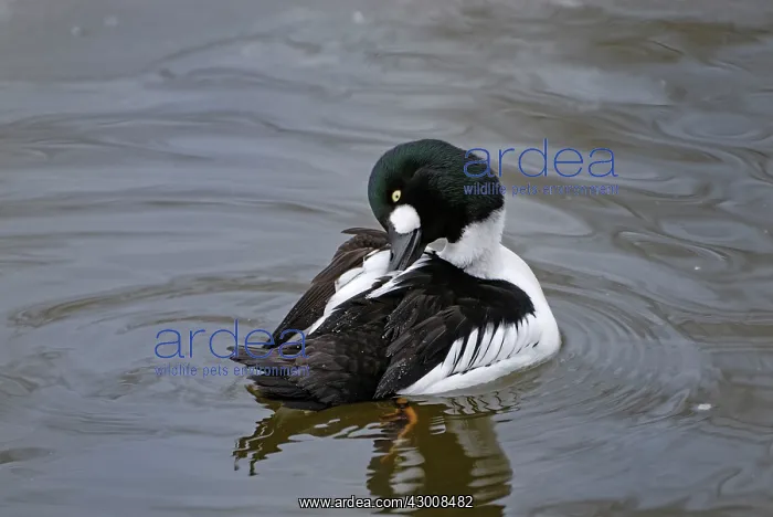 : Common Goldeneye preening : Common Goldeneye preening