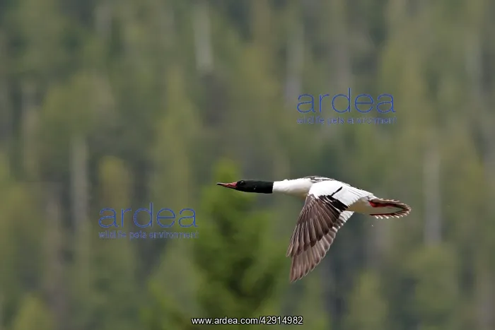  : Common Goosander - male in flight
