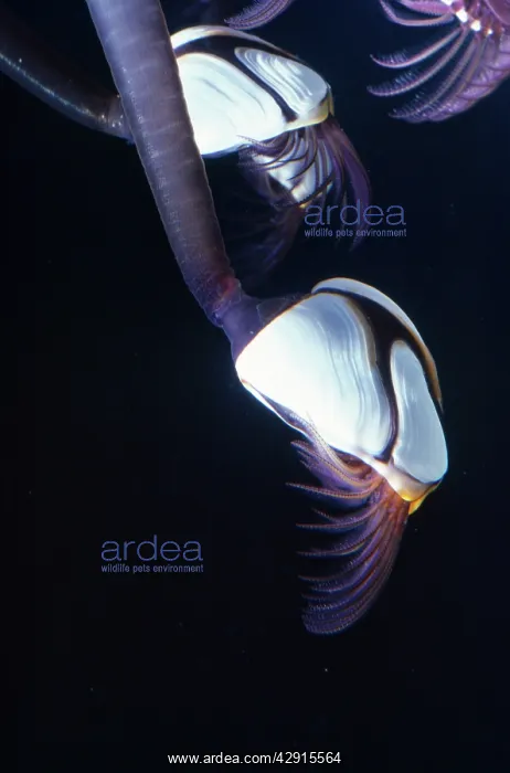 : Common Goose Barnacle : Common Goose Barnacle