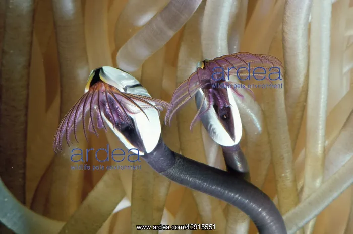 : Common Goose Barnacle - an indicator species for : Common Goose Barnacle - an indicator species for