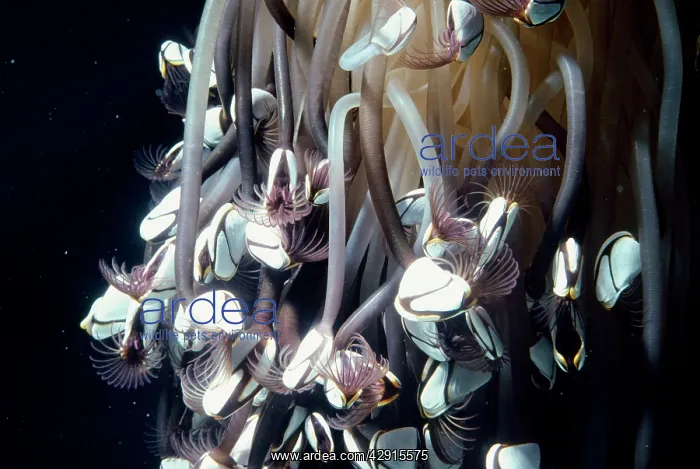: Common Goose Barnacle - an indicator species for : Common Goose Barnacle - an indicator species for