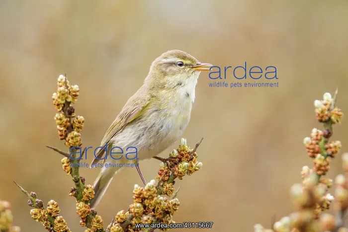 : Common Gorse : Common Gorse