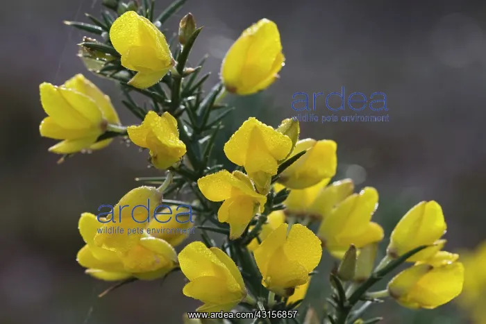 : Common Gorse : Common Gorse