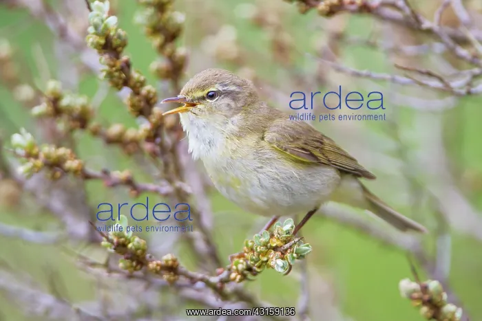 : Common Gorse : Common Gorse