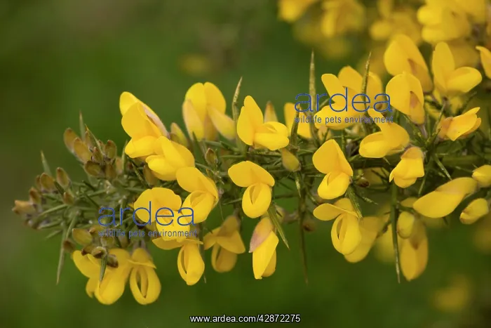 : Common gorse in flower : Common gorse in flower