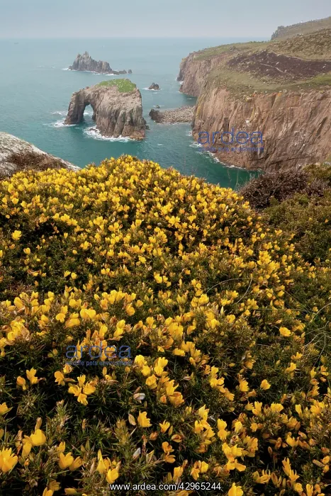 : Common Gorse - in flower : Common Gorse - in flower