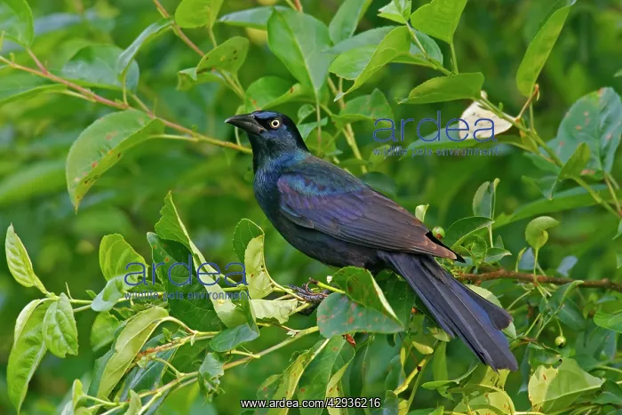  : Common Grackle