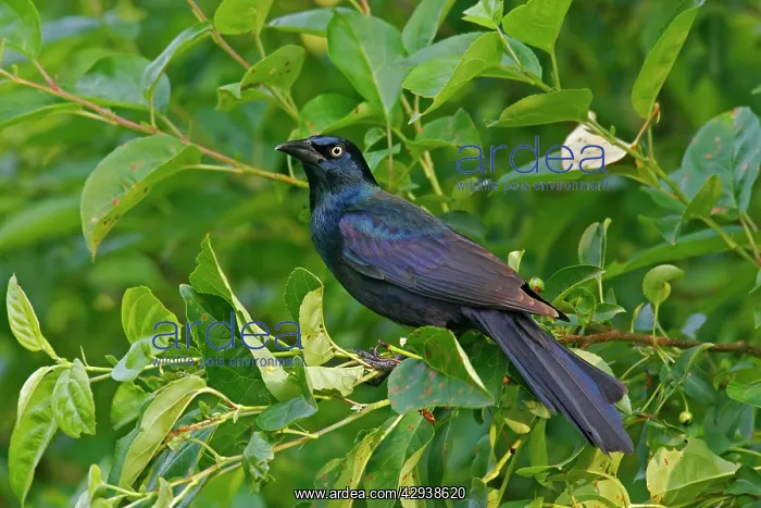  : Common Grackle