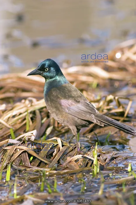 : Common Grackle : Common Grackle