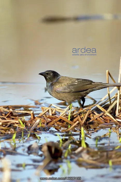: Common Grackle : Common Grackle