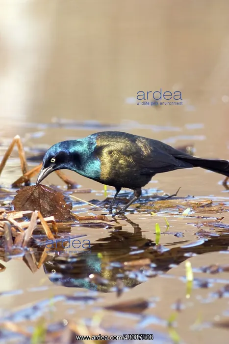 : Common Grackle : Common Grackle