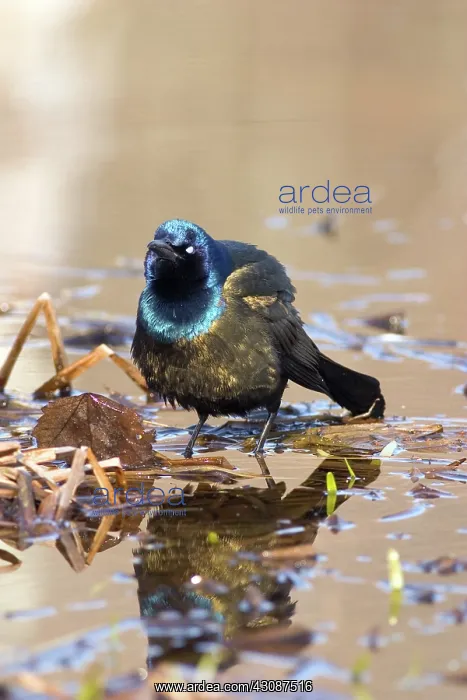 : Common Grackle : Common Grackle
