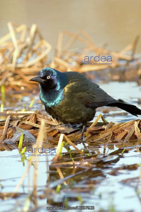 : Common Grackle : Common Grackle