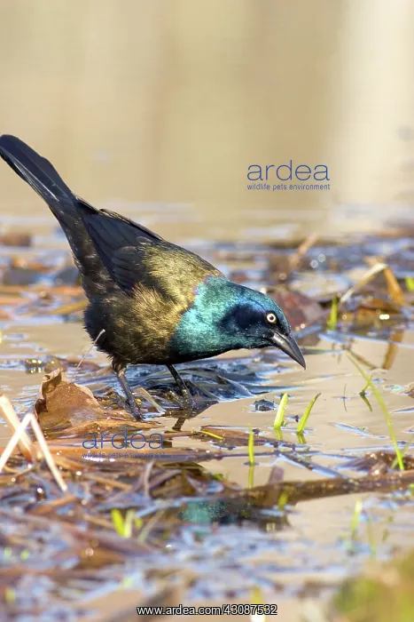 : Common Grackle : Common Grackle