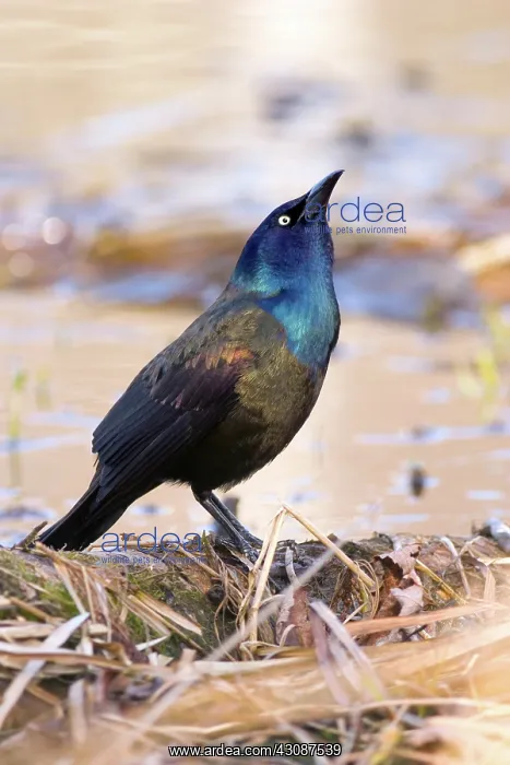 : Common Grackle : Common Grackle