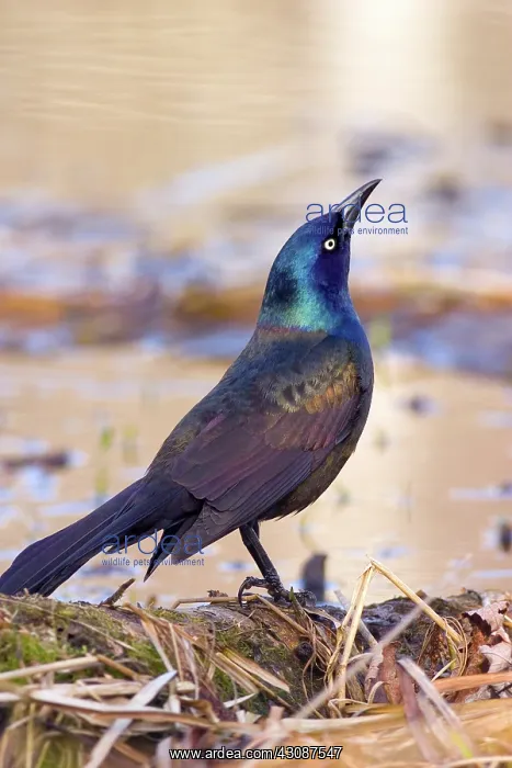 : Common Grackle : Common Grackle