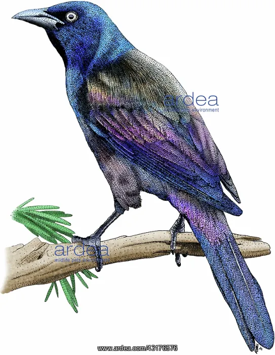 : Common Grackle : Common Grackle