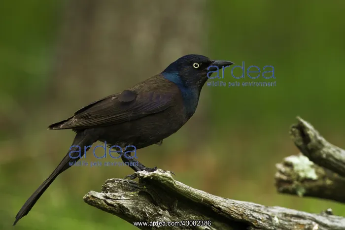 : Common Grackle Bird : Common Grackle Bird