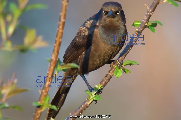 : Common Grackle - Female, May : Common Grackle - Female, May