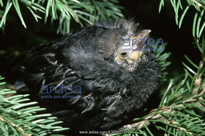 : Common Grackle Fledgling : Common Grackle Fledgling