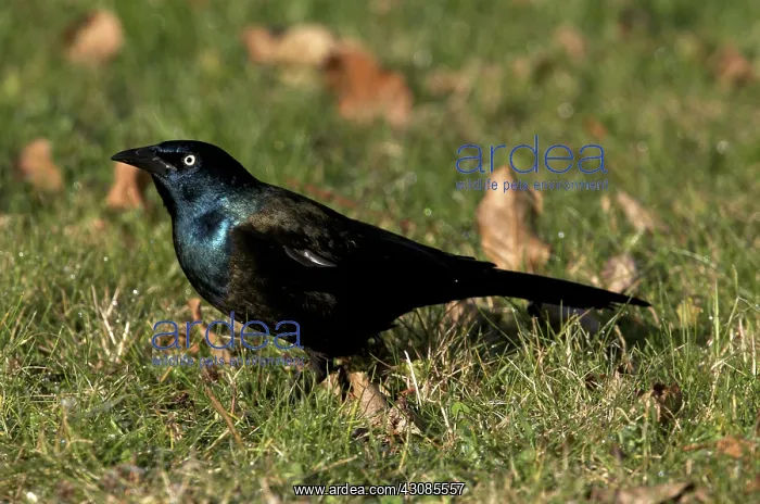 : Common Grackle on the Grassy Ground : Common Grackle on the Grassy Ground