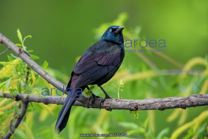 : Common Grackle, Quiscalus quiscula. Adult male in breeding p : Common Grackle, Quiscalus quiscula. Adult male in breeding p