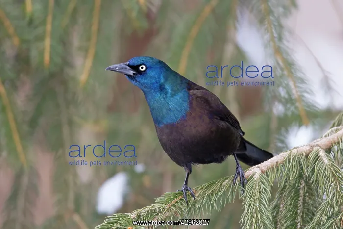 : Common Grackle - in winter - February : Common Grackle - in winter - February