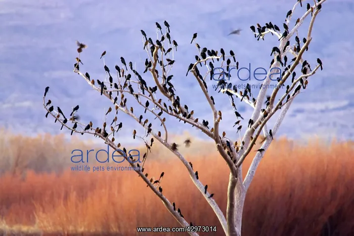 : Common Grackles - Winter flock on tree : Common Grackles - Winter flock on tree