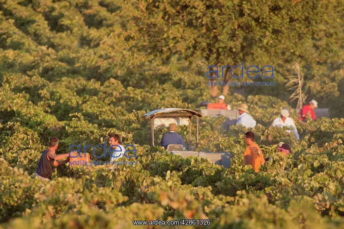 : Common Grape Vine Harvest - Collecting grapes - : Common Grape Vine Harvest - Collecting grapes -